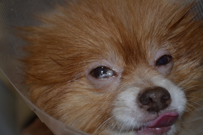 Why Does Dog Squint His One Eye Enkiverywell Eyes Blinks A Lot Has Dry And Dull Looking Cornea Or The Third Eyelid Is Too Protrusive Its Eye Discharge Yellow Grey Green In Color