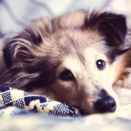 what causes low blood platelets in dogs