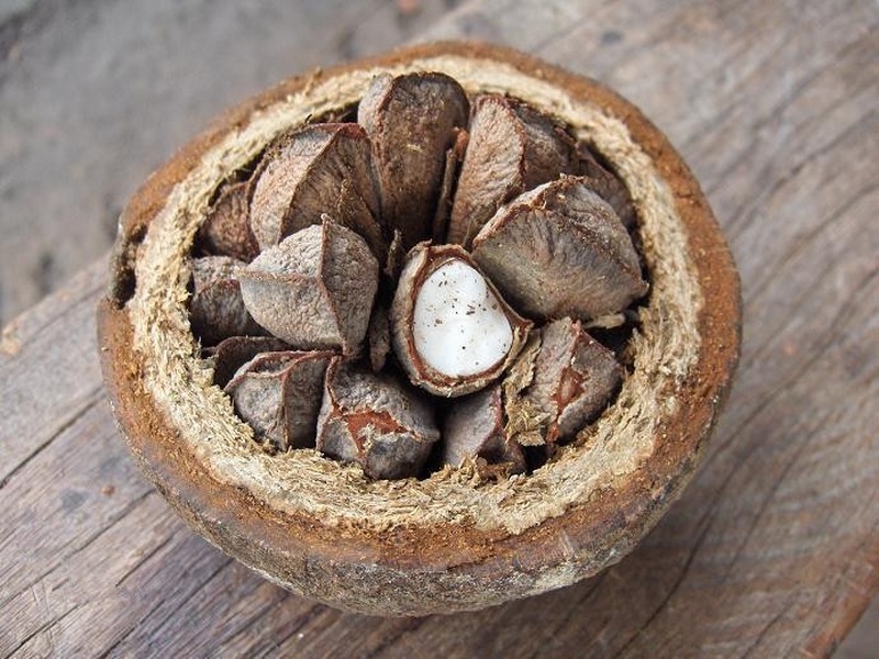 Brazil Nuts Radiation Dangers of Brazil Nuts You Should Know