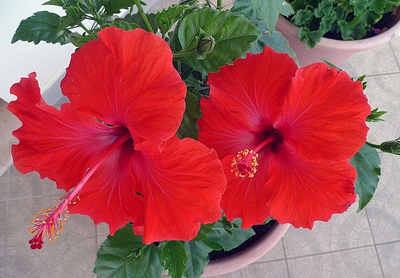 Tips On Hibiscus Care Enkiverywell