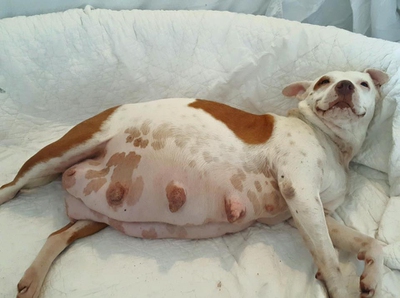 can you tell if a dog is pregnant