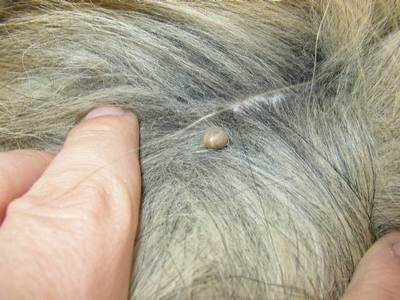 when to take dog to vet for tick bite