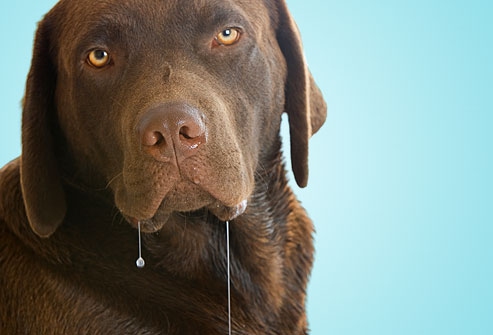 what causes excessive saliva in dogs